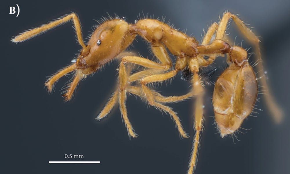 Una nueva especie de hormiga recibe un nombre no binario