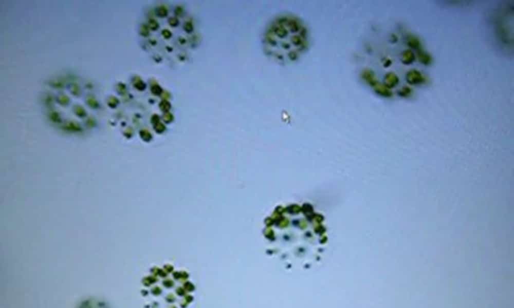 Científicos descubren especies de algas con tres sexos