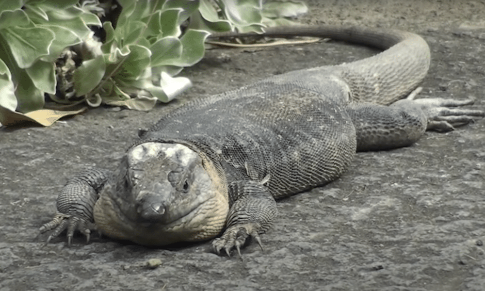 Lagartijas gigantes mueren asfixiadas con preservativos usados en los puntos de encuentro de Gran Canaria