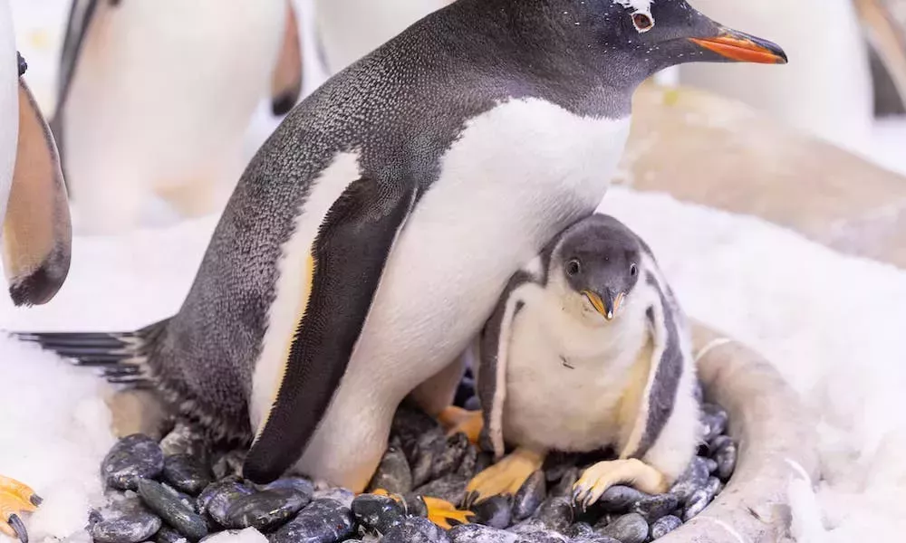 Las parejas de pingüinos homosexuales se convierten en 