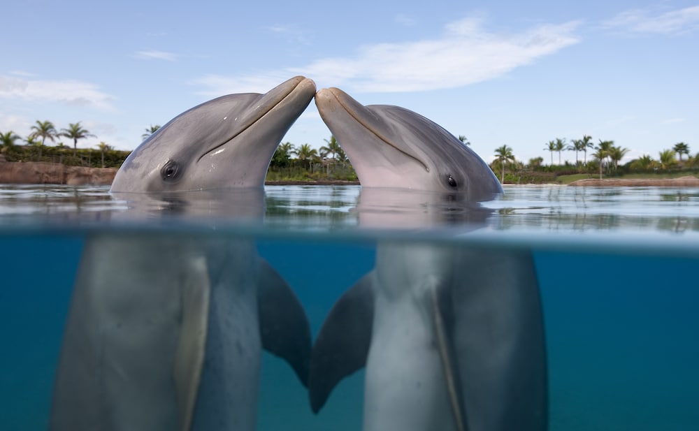 Los delfines tienen clítoris funcionales que utilizan en el sexo lésbico