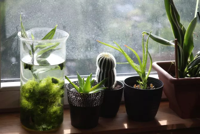 plants in window