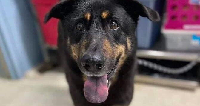 Un perro es abandonado por ser "gay" y esta pareja lo adoptó