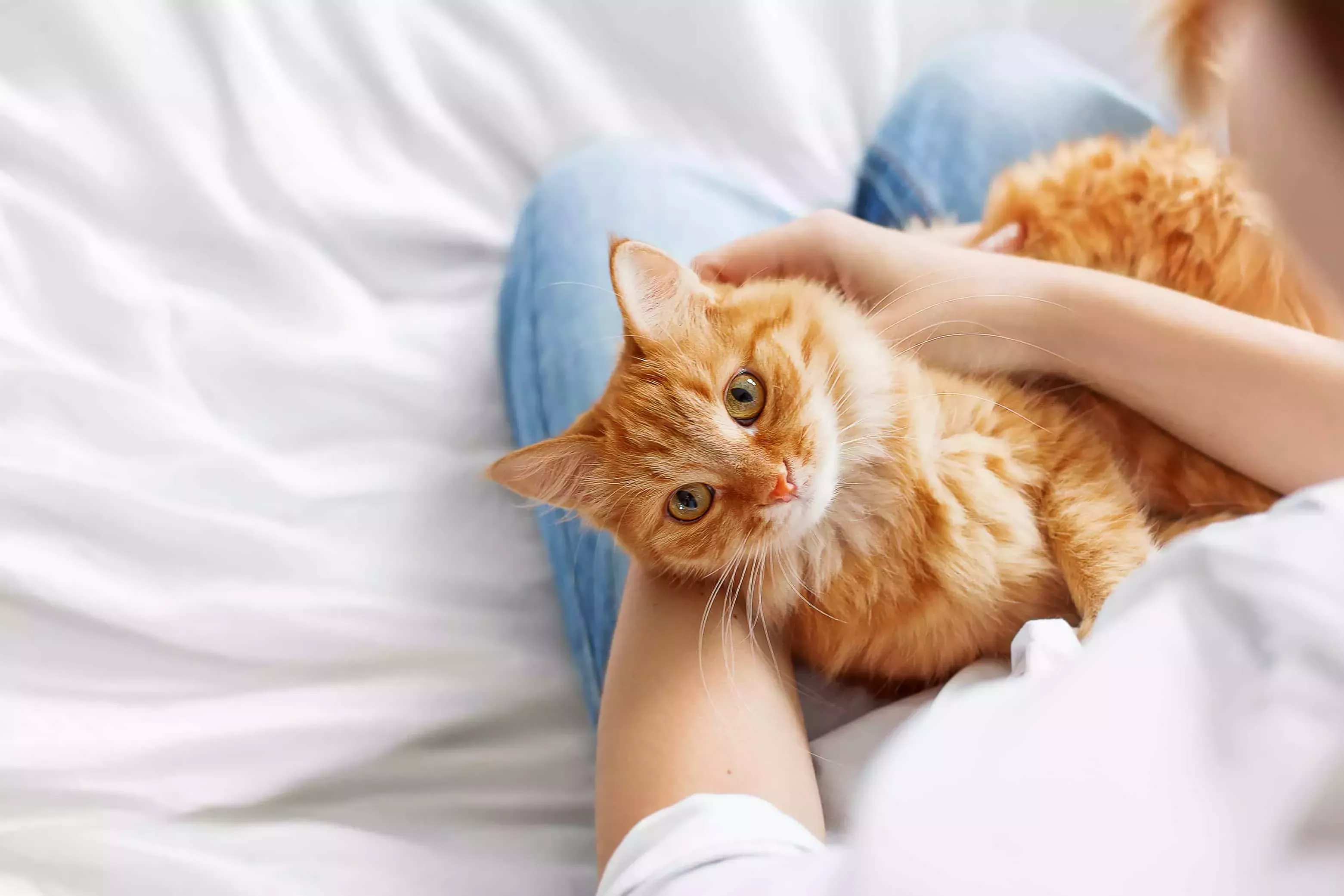 13 cosas que haces para que tu gato te odie