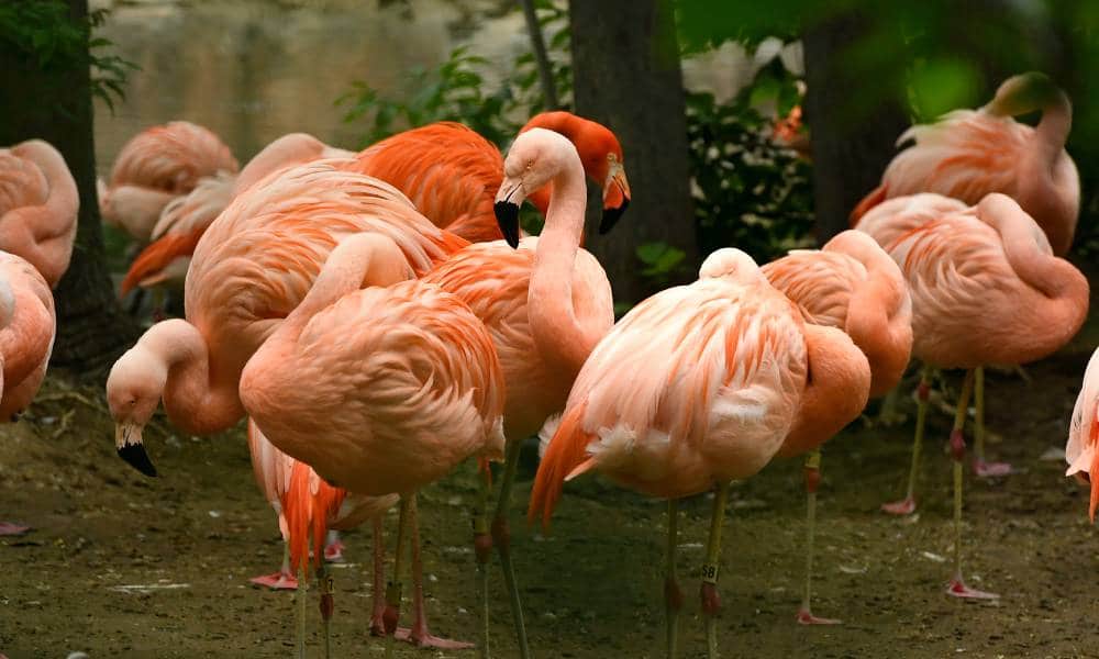 Una pareja de flamencos gay rompe durante el mes del orgullo