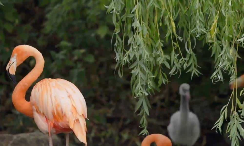 Una pareja de flamencos macho crían a un pollito abandonado