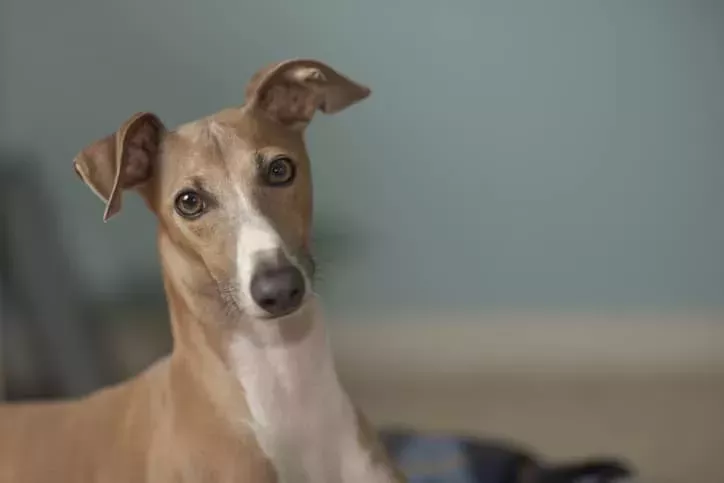 Viruela del mono: Un perro da positivo tras compartir la cama con sus dueños