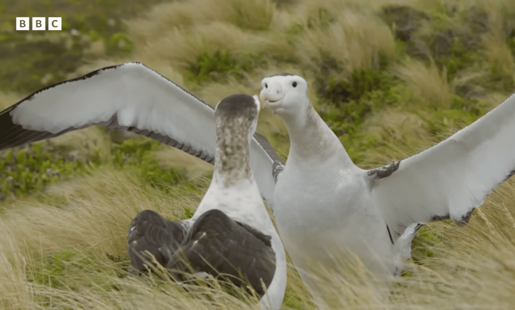 David Attenborough narra el ritual de apareamiento de dos albatros macho