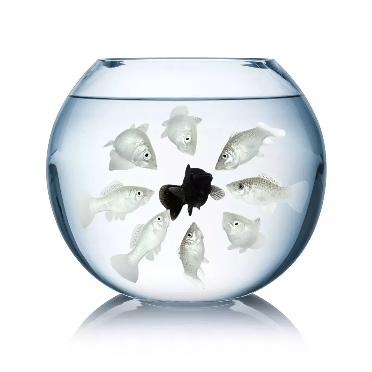 L IMPACTO DEL RACISMO