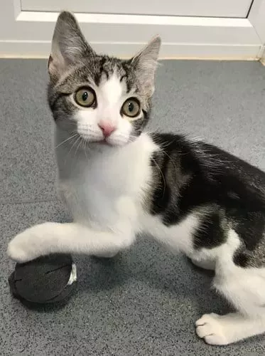 Una adorable gatita intersexual llamada Hope, que nació sin órganos sexuales, busca un hogar definitivo