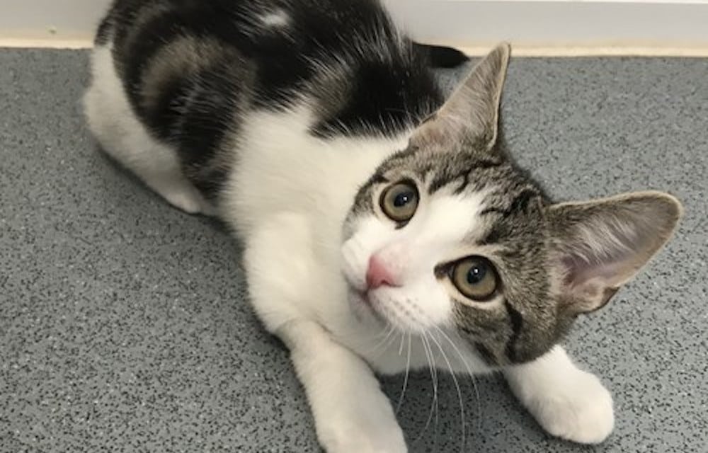 Una adorable gatita intersexual llamada Hope busca un hogar definitivo