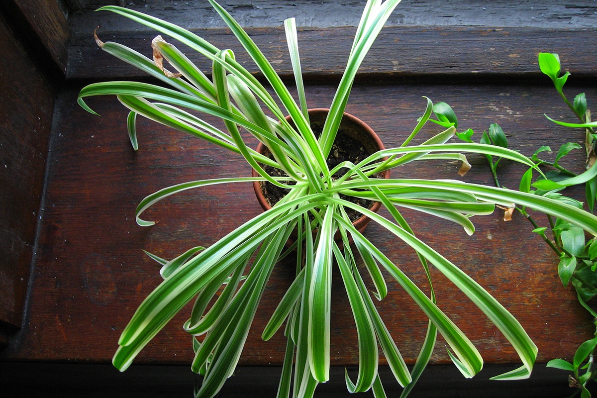 Cómo cuidar tus plantas de interior para que mejoren la calidad del aire