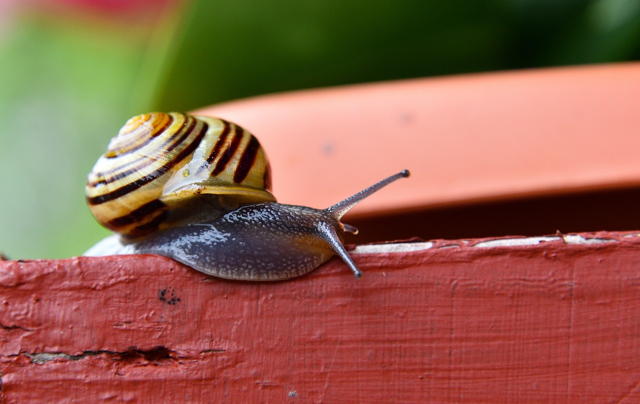 ¿Cómo se llaman los animales que tienen los dos sexos? ¿Cómo se llaman los animales que tienen los dos sexos?