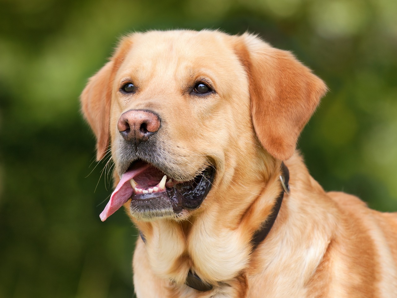 ¿Cuál es la lengua más hermosa del mundo?