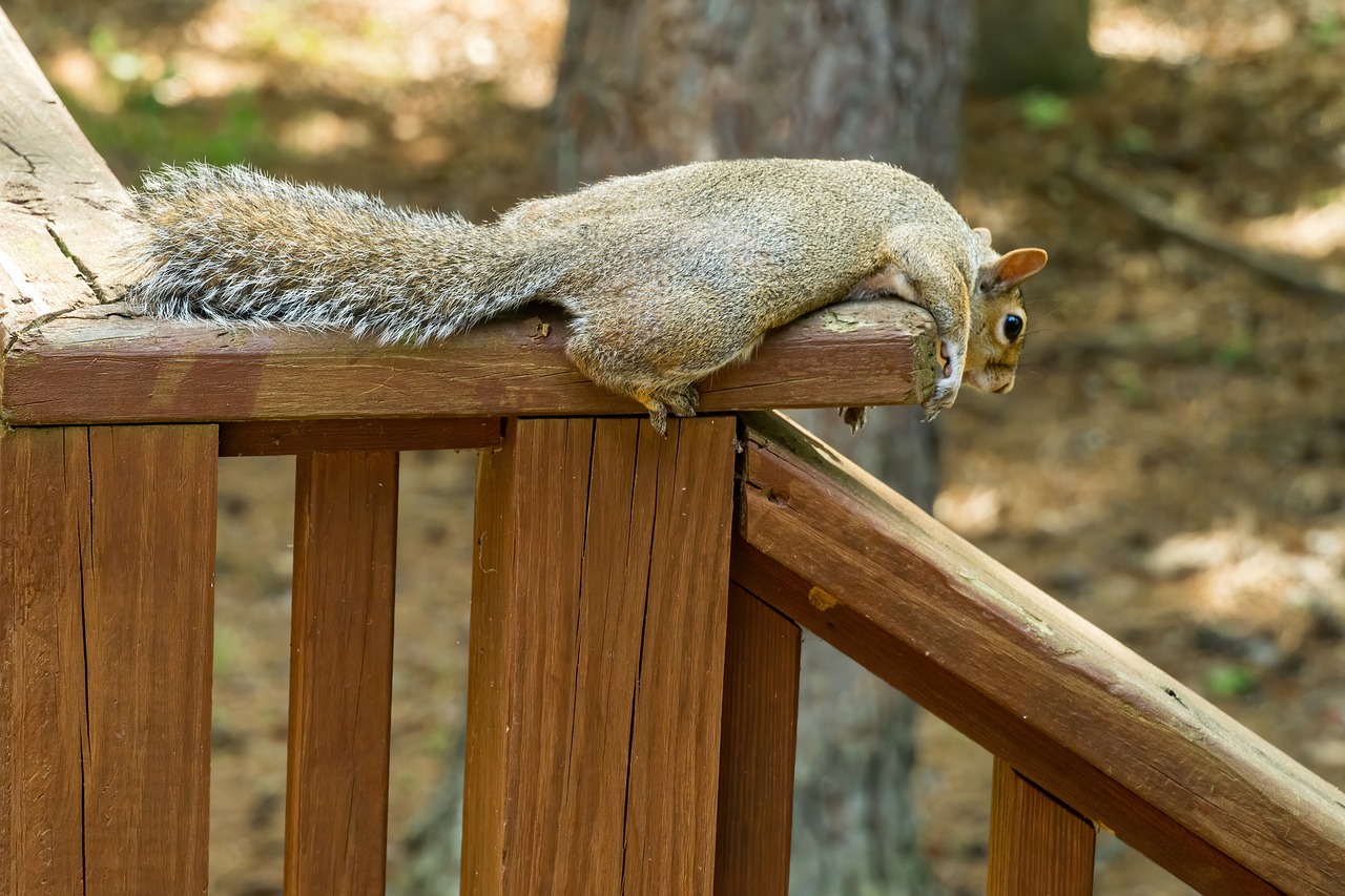¿Qué disforia? ¿Qué disforia?