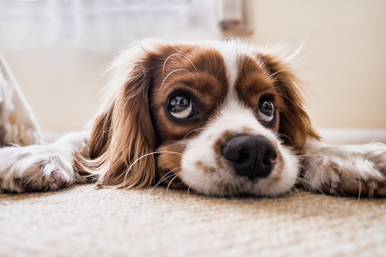 ¿Qué significa Puppy en la República Dominicana?