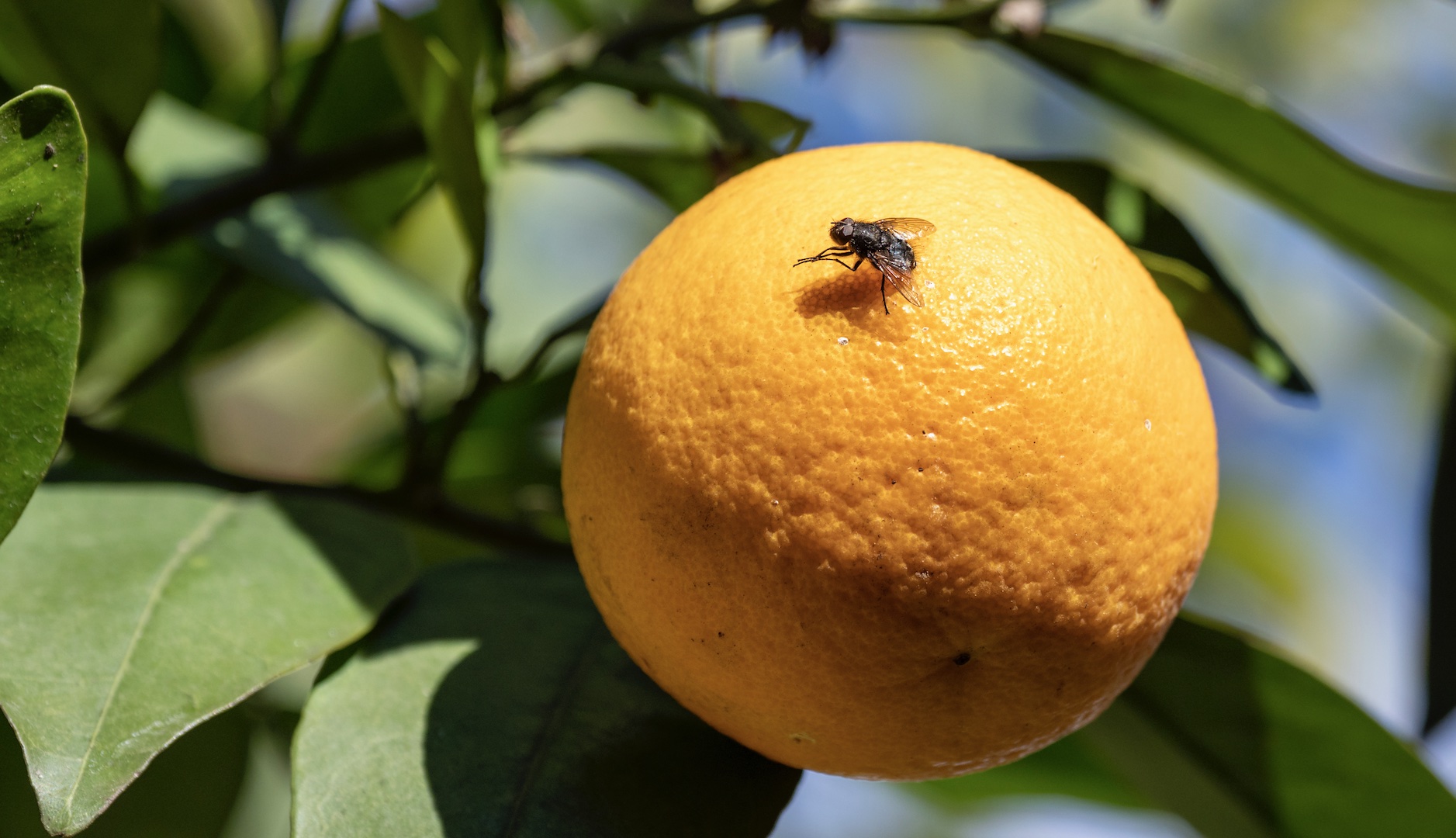 Las moscas de la fruta sienten atracción por el mismo sexo debido a la contaminación atmosférica