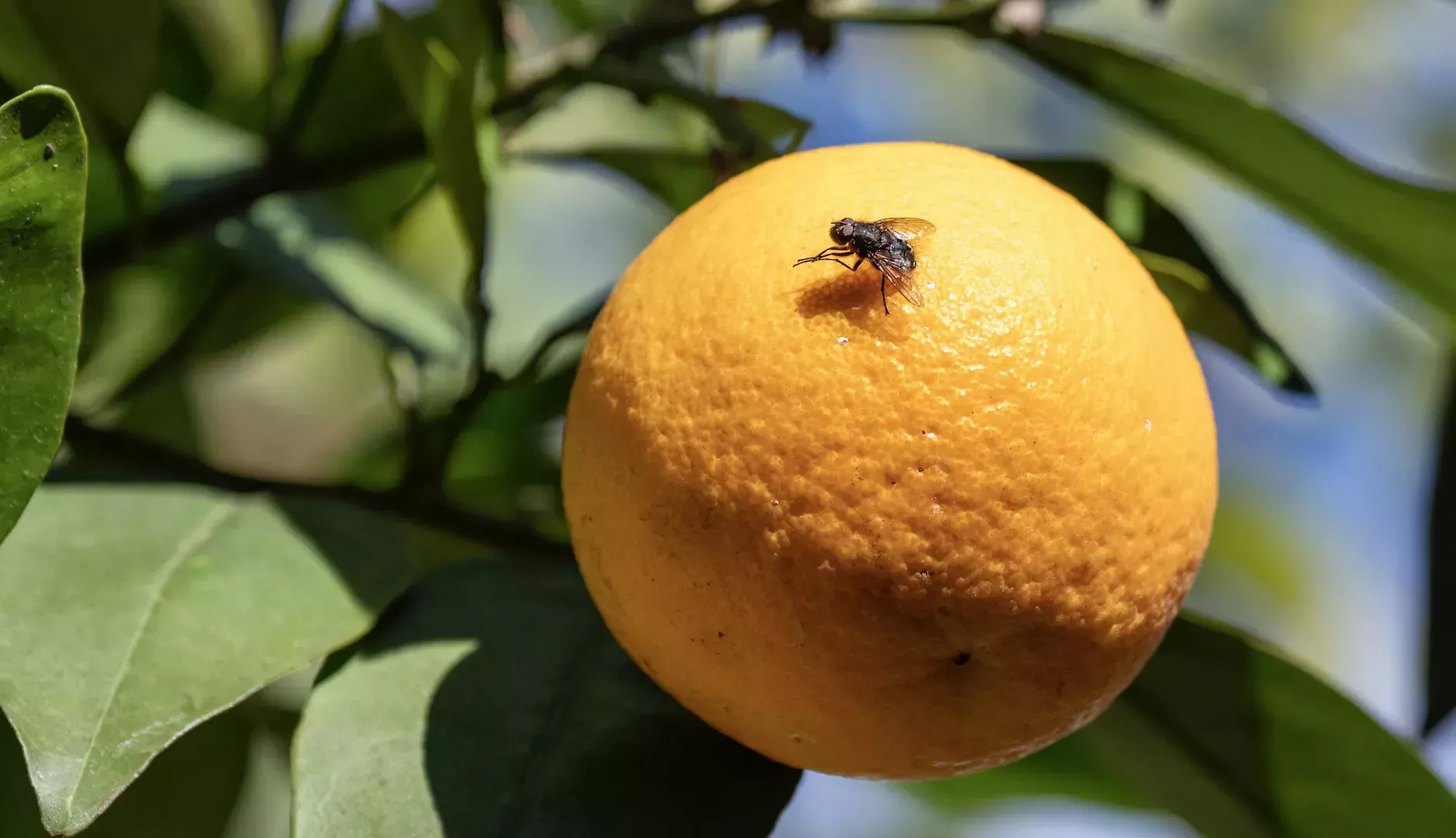 Las moscas de la fruta sienten atracción por el mismo sexo debido a la contaminación atmosférica, según la ciencia