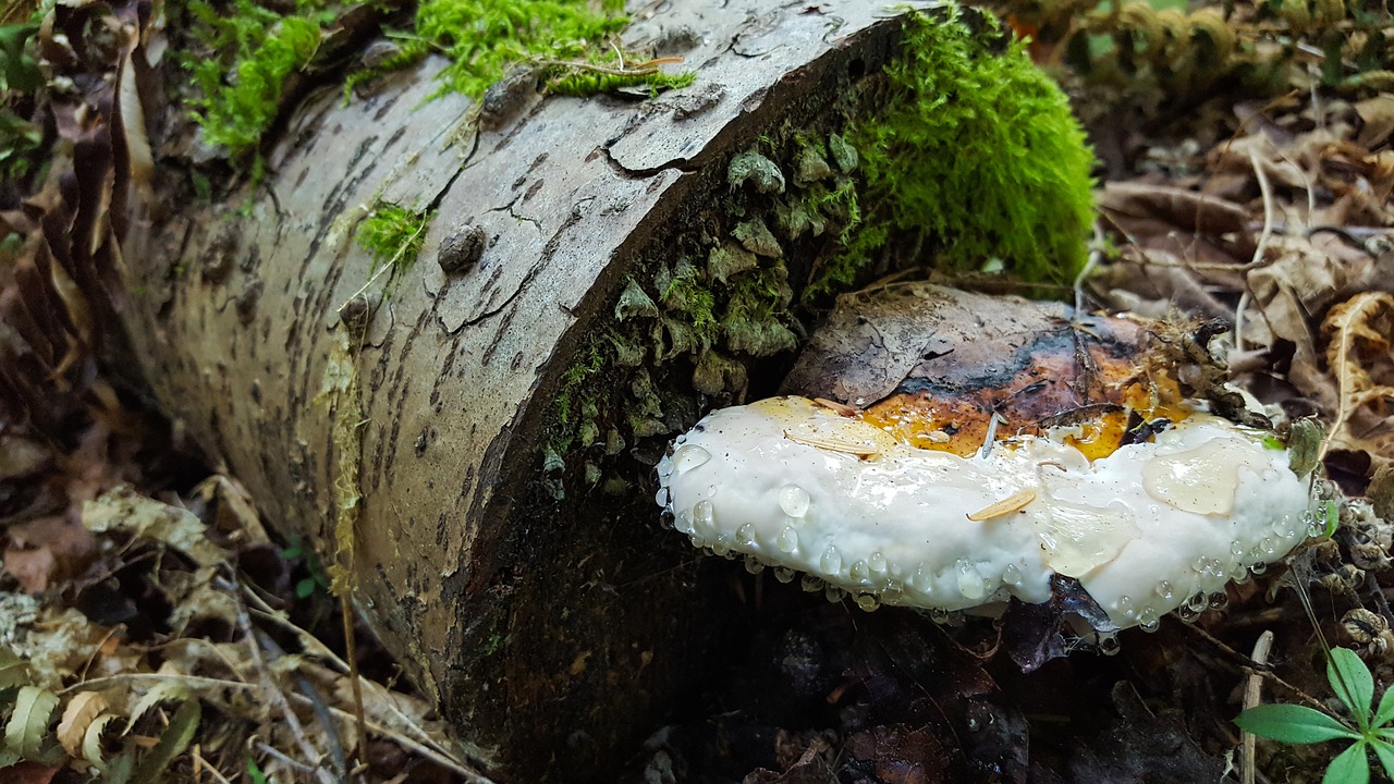 ¿Qué clase de gente usa Tinder?