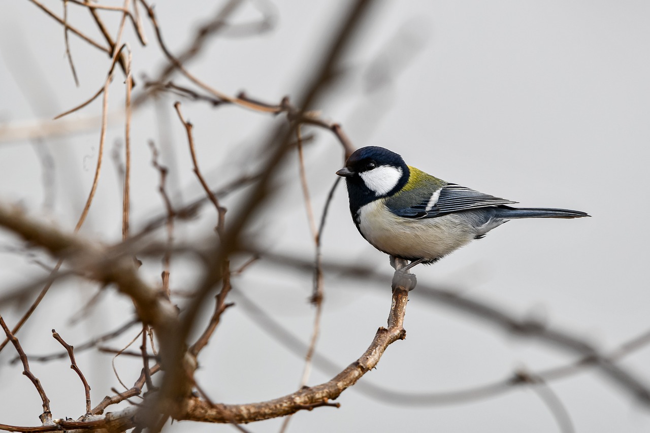¿Qué tipo de pezón les gusta a los hombres?
