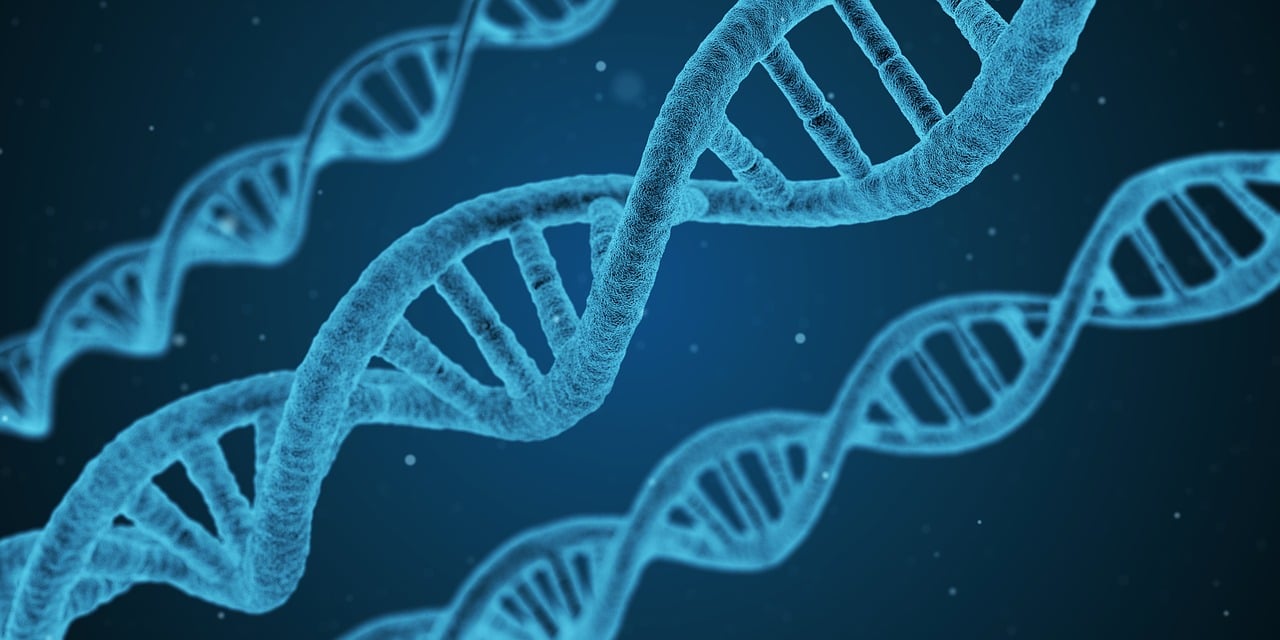 ¿Quién transmite más genes el hombre o la mujer?
