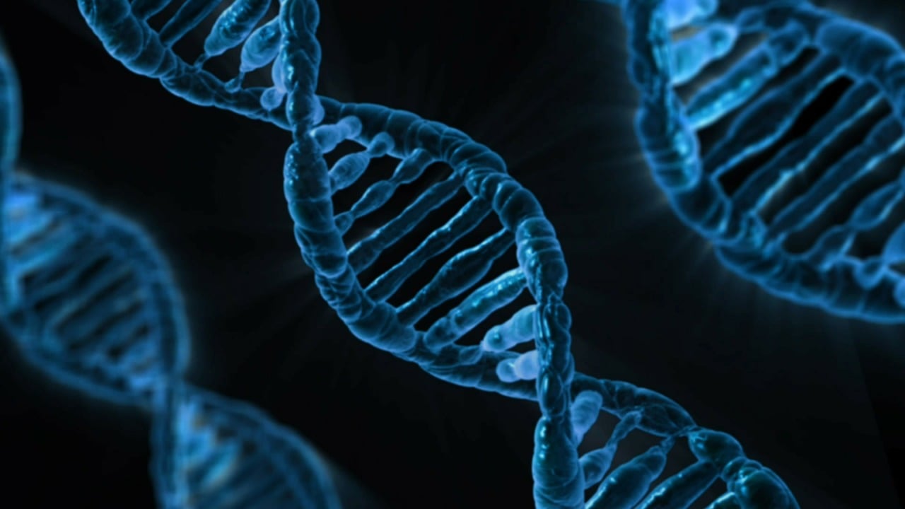 ¿Cómo se determina la genética de poblaciones?