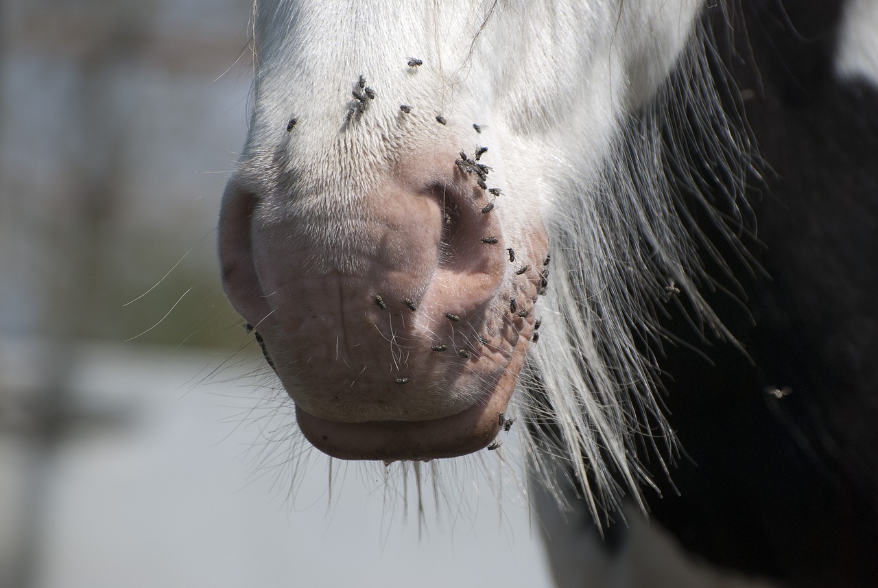 ¿Cuál fue la cura de la peste negra?