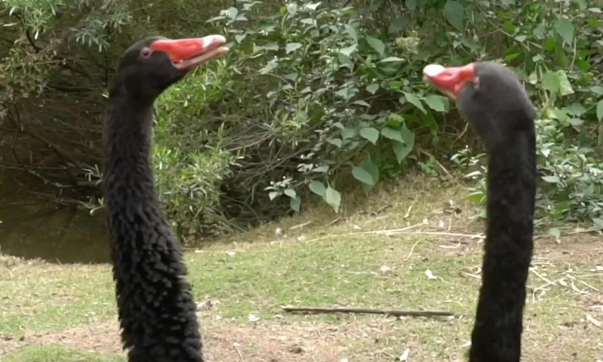 Cisnes homosexuales reciben huevos impresos en 3D después de construir un nido juntos