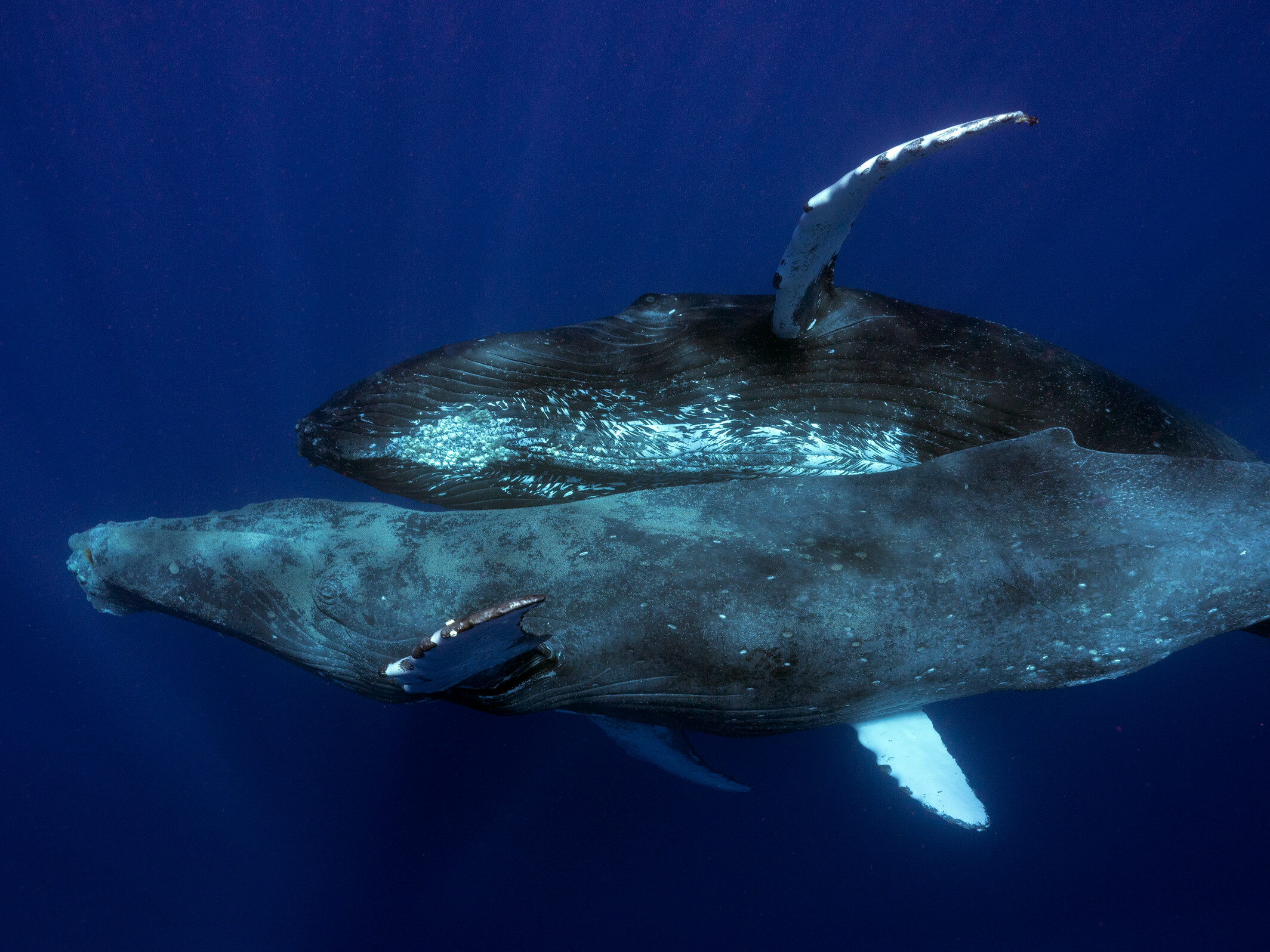 Captado el sexo de una ballena jorobada por primera vez, y fue entre 2 machos