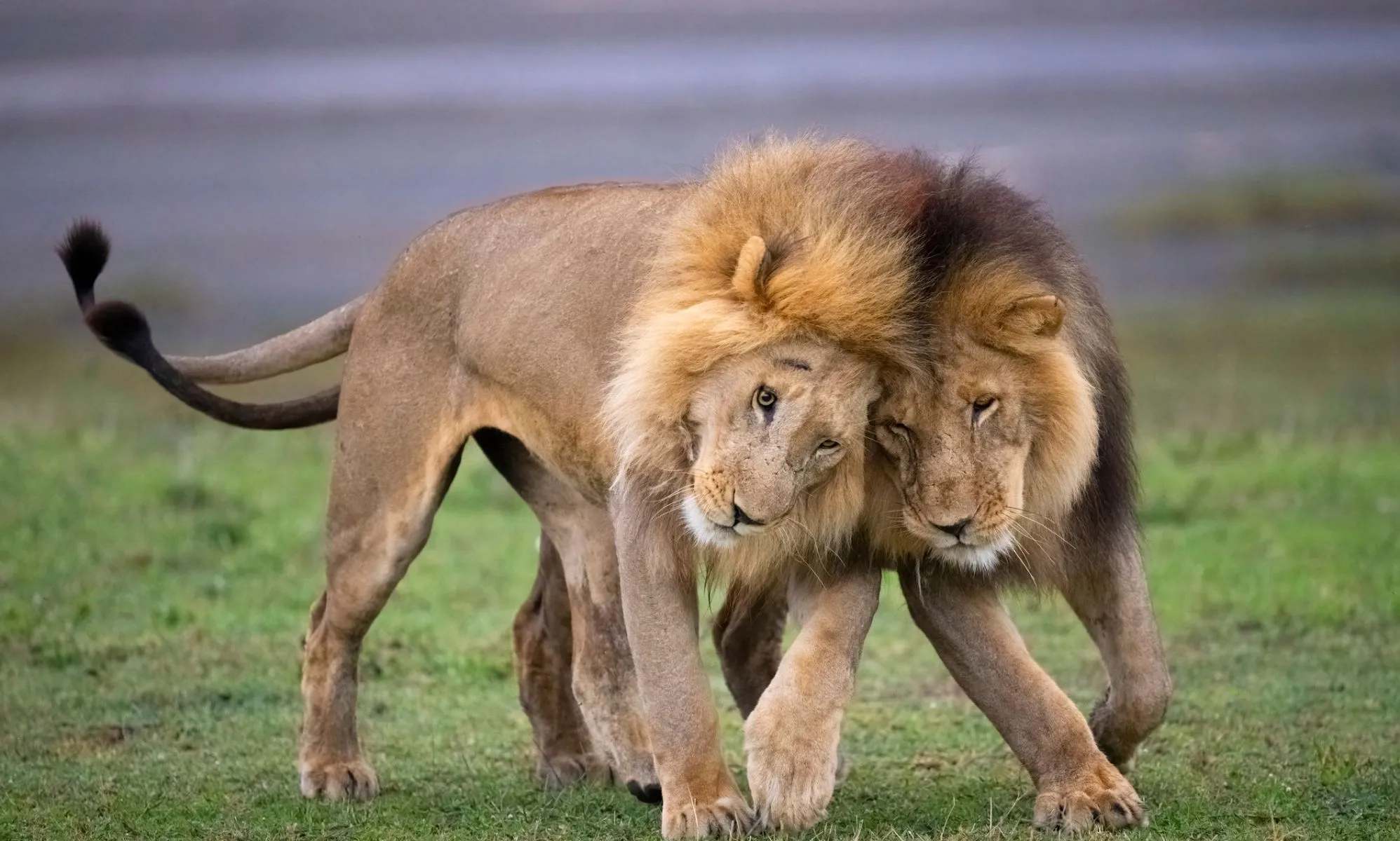 Acusan a un documental sobre leones bisexuales de promover una "agenda gay satánica".