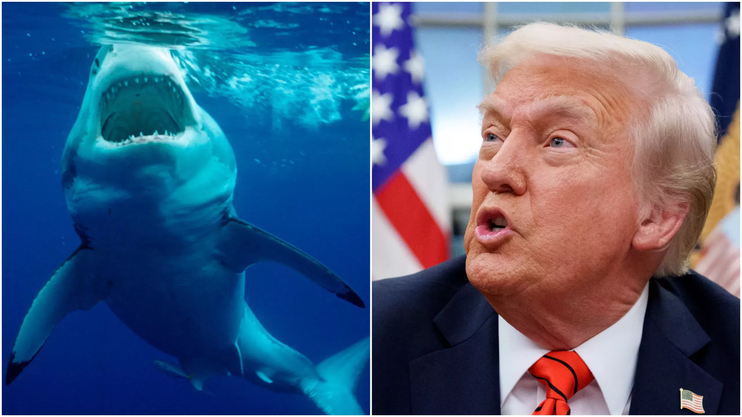 Trump toma un breve descanso de atacar los derechos trans para afirmar que los tiburones pueden comer sorbetes de plástico