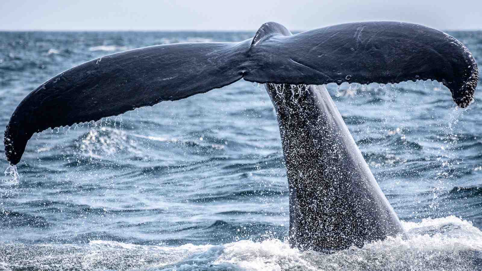 Nuestros 10 lugares favoritos para avistar ballenas