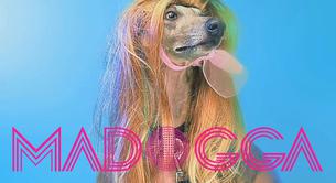 Madonna, Lady Gaga y compañía juntas en un vídeo como perros con pelucas