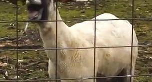 Top 10: El meme de moda, la Goat Version