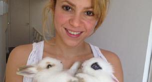Shakira, demandada y amenazada a causa de un pollo