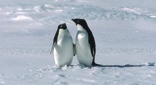 Una pareja de pingüinos gays monta su nido en Irlanda