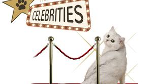 Convierte a tu mascota en toda una celebrity con Tiendanimal.