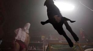 Un chamán cura gays echando en sus penes sangre de cabras sacrificadas