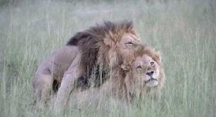 La emocionante historia de los dos leones gays en Botswana