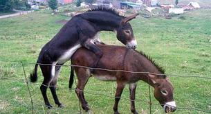 Un político dice que un burro gay intentó violar a su caballo