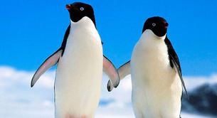 Estos dos pingüinos gays celebran 10 años como pareja
