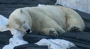 Un oso polar muere de tristeza al separarse de su pareja de 20 años