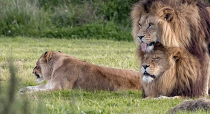 Los leones gays que han dado la vuelta al mundo