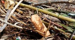 Montones de dildos aparecen en una playa de Italia