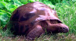 La tortuga más vieja del mundo es gay