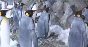 Pareja de pingüinos lesbianas ponen huevo, un regalo de Navidad temprana