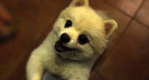 Lesbiana ataca a su novia y su perro después de que su equipo perdiera