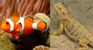 10 animales trans que pueden cambiar de sexo